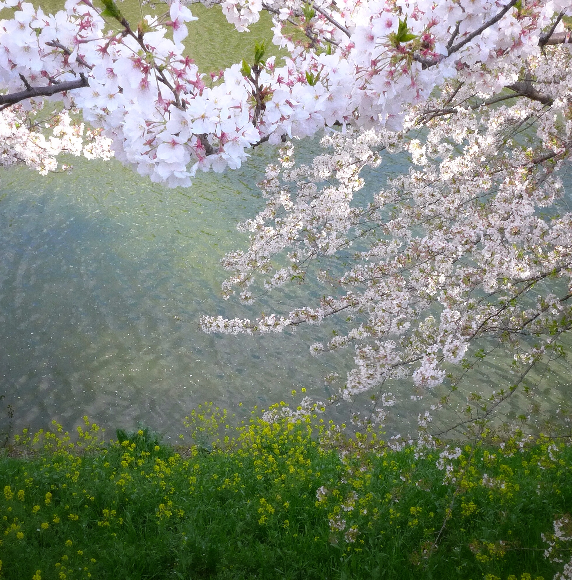 桜の花が満開 英語で説明してみよう Slow English